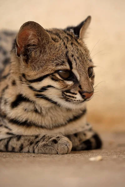 Gato tigre ou gato ocelota do Brasil — Fotografia de Stock