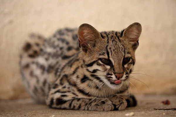 Gato tigre o gato ocelote de Brasil — Foto de Stock