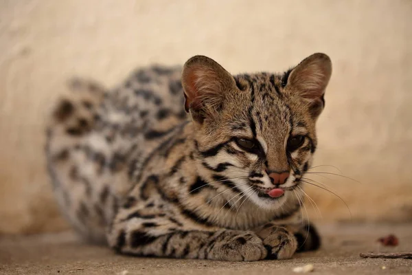 Tiger- oder Ozelotkatze aus Brasilien — Stockfoto