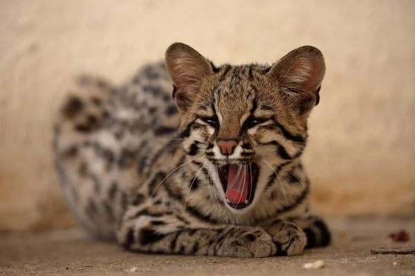 Tiger- oder Ozelotkatze aus Brasilien — Stockfoto