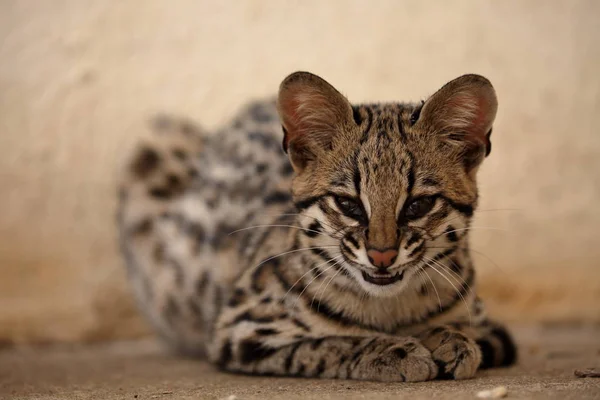 Gato tigre o gato ocelote de Brasil —  Fotos de Stock