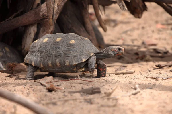 Tortugas en la Caatinga de Brasil —  Fotos de Stock