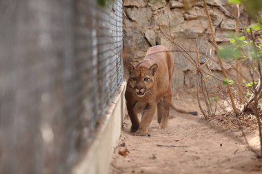 Puma veya dağ aslanı