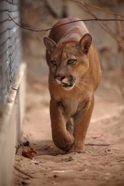 Puma veya dağ aslanı