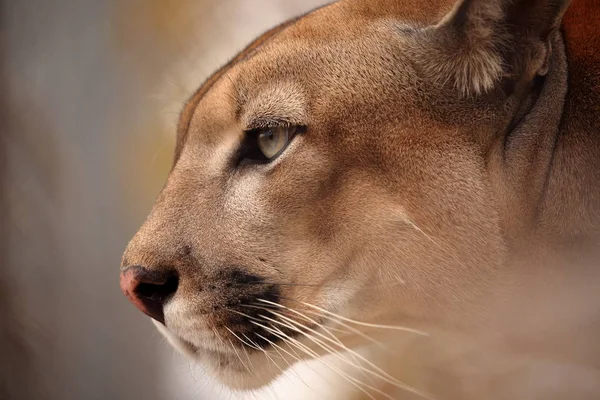 The cougar or mountain lion