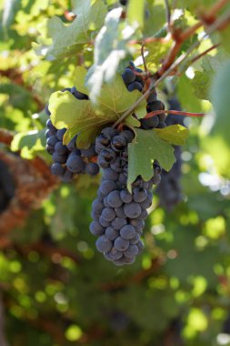 Bir şaraphane asma üzüm