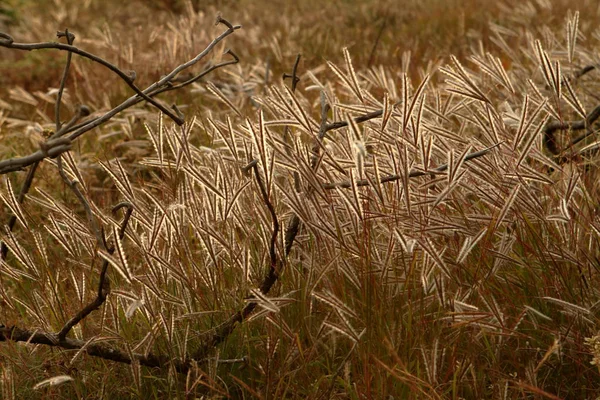 Meadow in the backlight — Stock Photo, Image