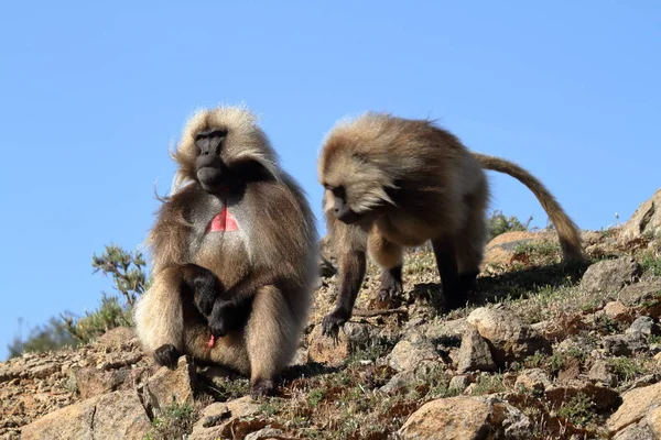 Gelada babuinos en las montañas Simien de Etiopía — Foto de Stock