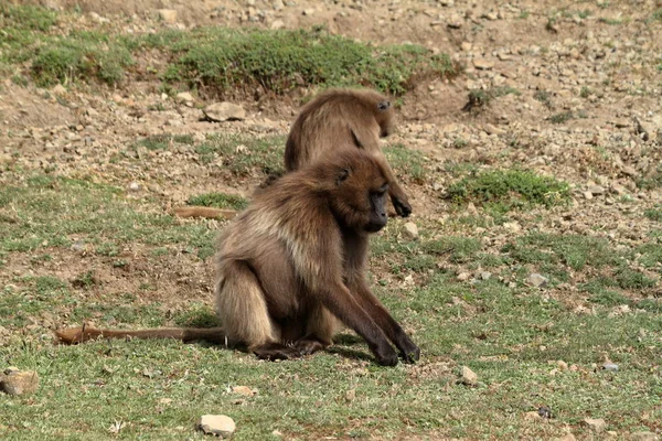 Gelada babuínos nas montanhas Simien da Etiópia — Fotografia de Stock