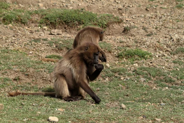 Гелада-бабуины в горах Симеон в Эфиопии — стоковое фото