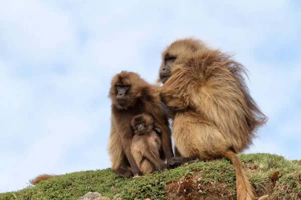 Gelada บาบูนในเทือกเขา Simien ของเอธิโอเปีย — ภาพถ่ายสต็อก