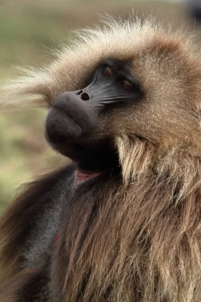 狒狒狒狒在埃塞俄比亚塞米恩山 — 图库照片