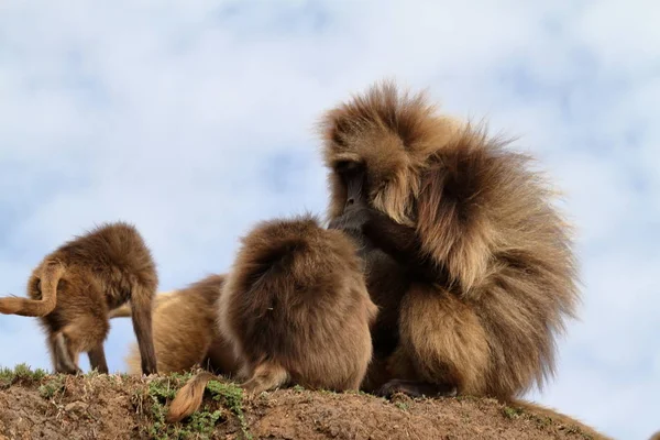 Gelada bavianer i Simien bjergene i Etiopien - Stock-foto