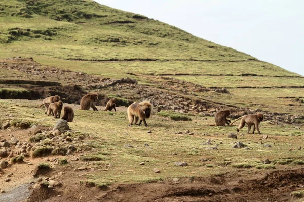 Gelada Babunlar Etiyopya Simien dağlarında — Stok fotoğraf