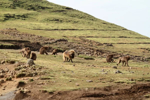 Gelada babuínos nas montanhas Simien da Etiópia — Fotografia de Stock