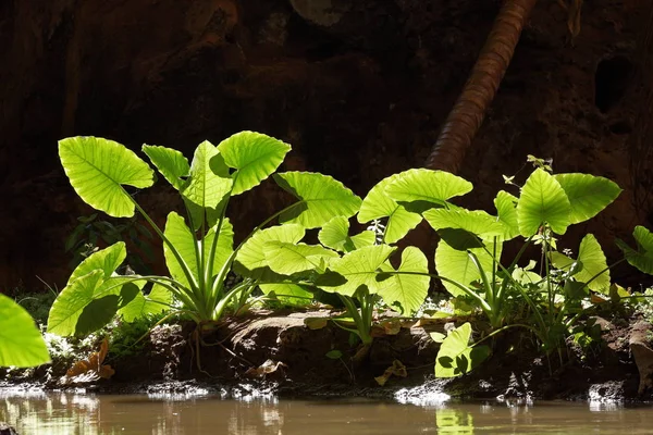 Groene plant in de achtergrondverlichting — Stockfoto