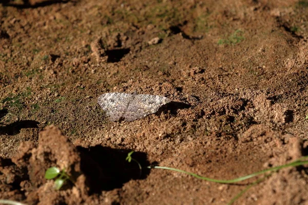 Butterflies from Brazil — Stock Photo, Image