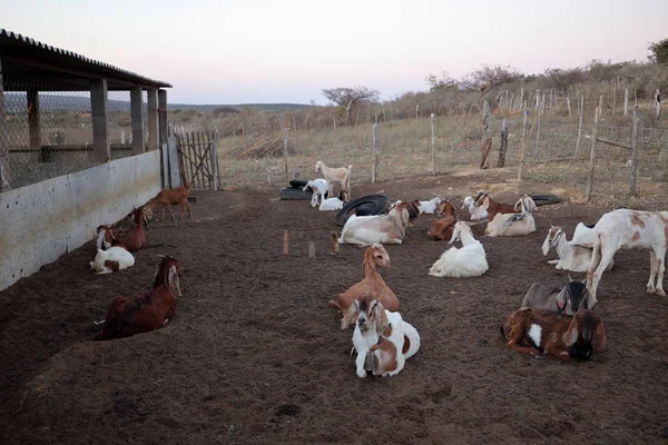 Cabras en el cobertizo de cabras — Foto de Stock