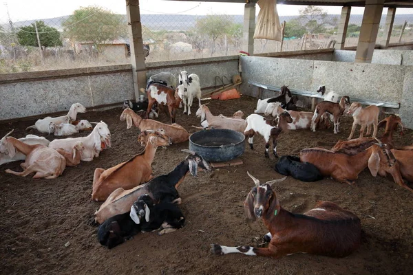 Cabras en el cobertizo de cabras — Foto de Stock