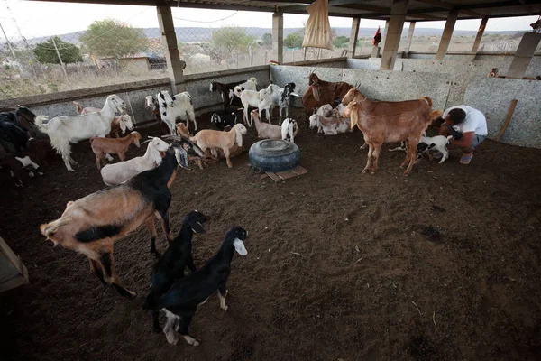 Cabras en el cobertizo de cabras — Foto de Stock