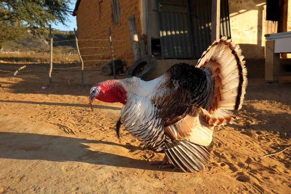 Un Turquía en cortejo — Foto de Stock