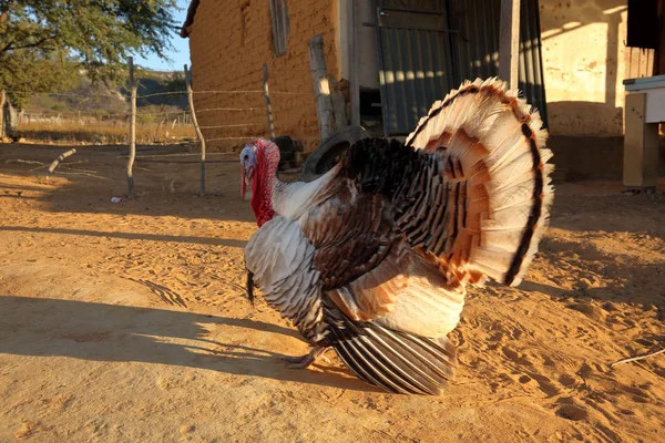 A Turkey at courtship — Stock Photo, Image