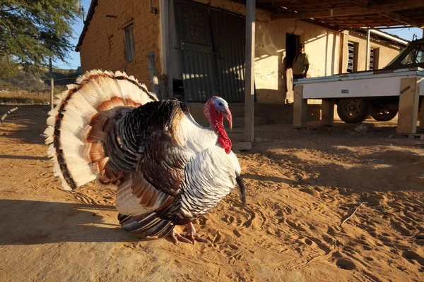 A Turkey at courtship — Stock Photo, Image
