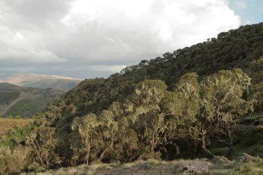 Etiyopya Simien dağlarında yağmur ormanlarında