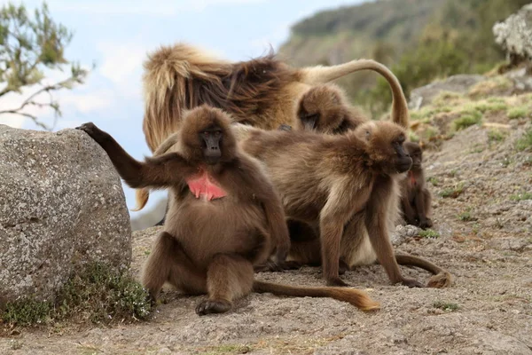 Gelada babuinos en las montañas Simien de Etiopía — Foto de Stock