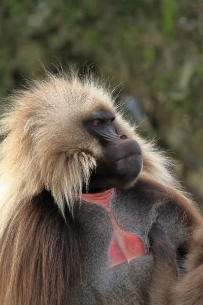 Gelada babuinos en las montañas Simien de Etiopía — Foto de Stock
