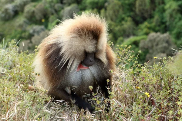 Gelada baboons in the Simien Mountains of Ethiopia — Stock Photo, Image