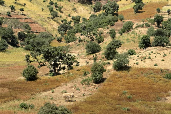 Paysages de la région d'Amhara en Éthiopie — Photo