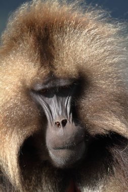 Gelada Babunlar Etiyopya Simien dağlarında