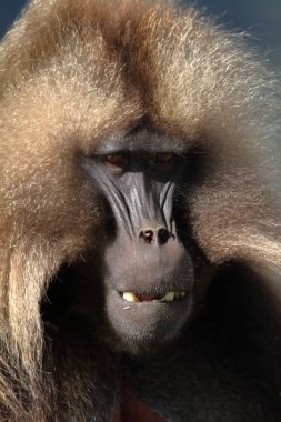 Gelada Babunlar Etiyopya Simien dağlarında