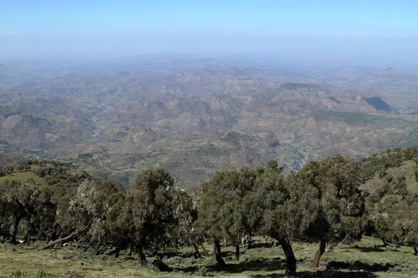 Foresta pluviale nelle montagne Simien dell'Etiopia — Foto Stock