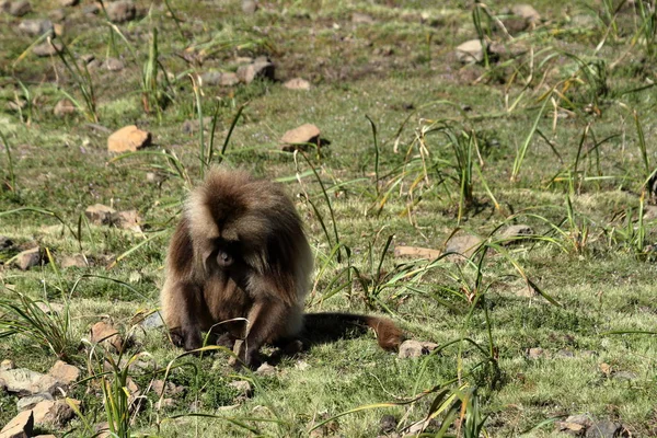 Gelada-Paviane in den Affenbergen Äthiopiens — Stockfoto