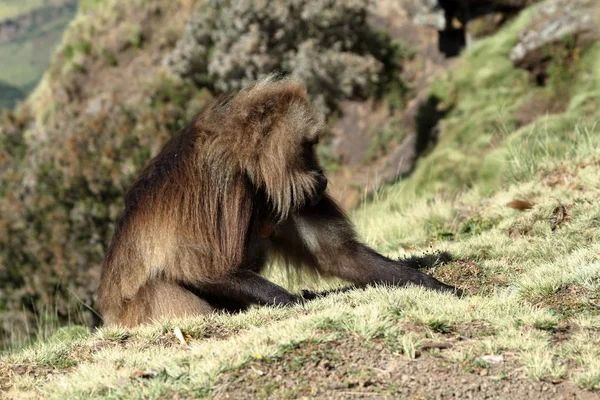 Gelada บาบูนในเทือกเขา Simien ของเอธิโอเปีย — ภาพถ่ายสต็อก