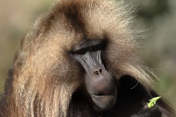 Gelada baboons in the Simien Mountains of Ethiopia — Stock Photo, Image