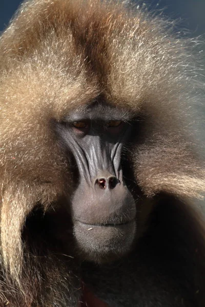 Babbuini Gelada nelle montagne Simien dell'Etiopia — Foto Stock