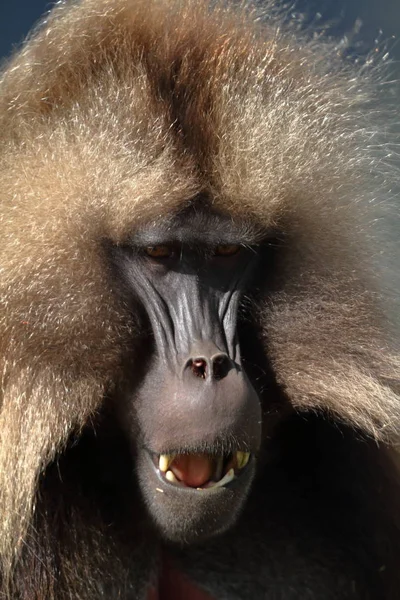 Gelada babuínos nas montanhas Simien da Etiópia — Fotografia de Stock