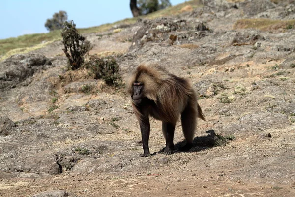 Babbuini Gelada nelle montagne Simien dell'Etiopia — Foto Stock