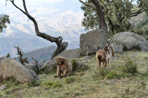 Gelada babuinos en las montañas Simien de Etiopía —  Fotos de Stock