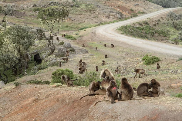 Gelada babuinos en las montañas Simien de Etiopía — Foto de Stock