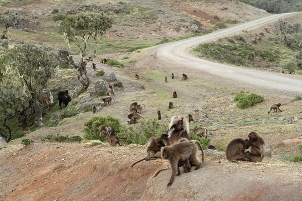 Gelada babuinos en las montañas Simien de Etiopía — Foto de Stock