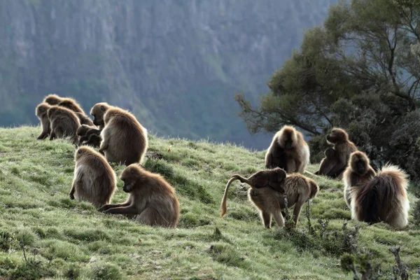 Gelada-Paviane in den Affenbergen Äthiopiens — Stockfoto