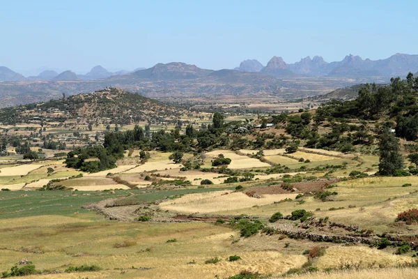 Etiyopya'da tarım — Stok fotoğraf