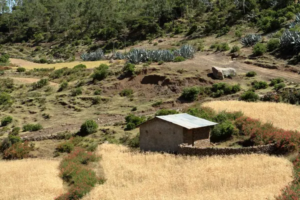 Granjas y campos de grano en Etiopía — Foto de Stock