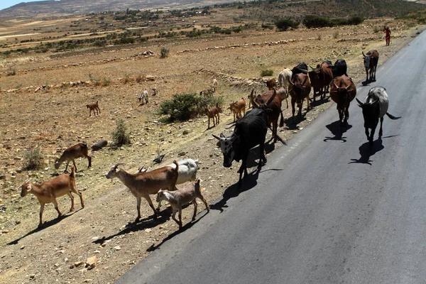 Rinderzüchter in Äthiopien — Stockfoto