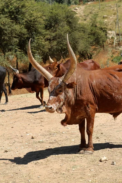 Toro con cuernos largos en Etiopía — Foto de Stock