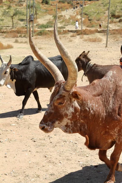 Toro con cuernos largos en Etiopía —  Fotos de Stock